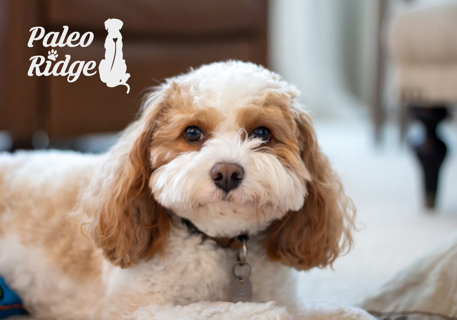 24-hour setup plus 140% weekly time savings - Paleo Ridge’s B2B upgrade